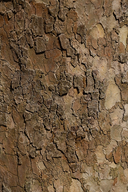 Jardin des Impressionnistes-MAI14-107